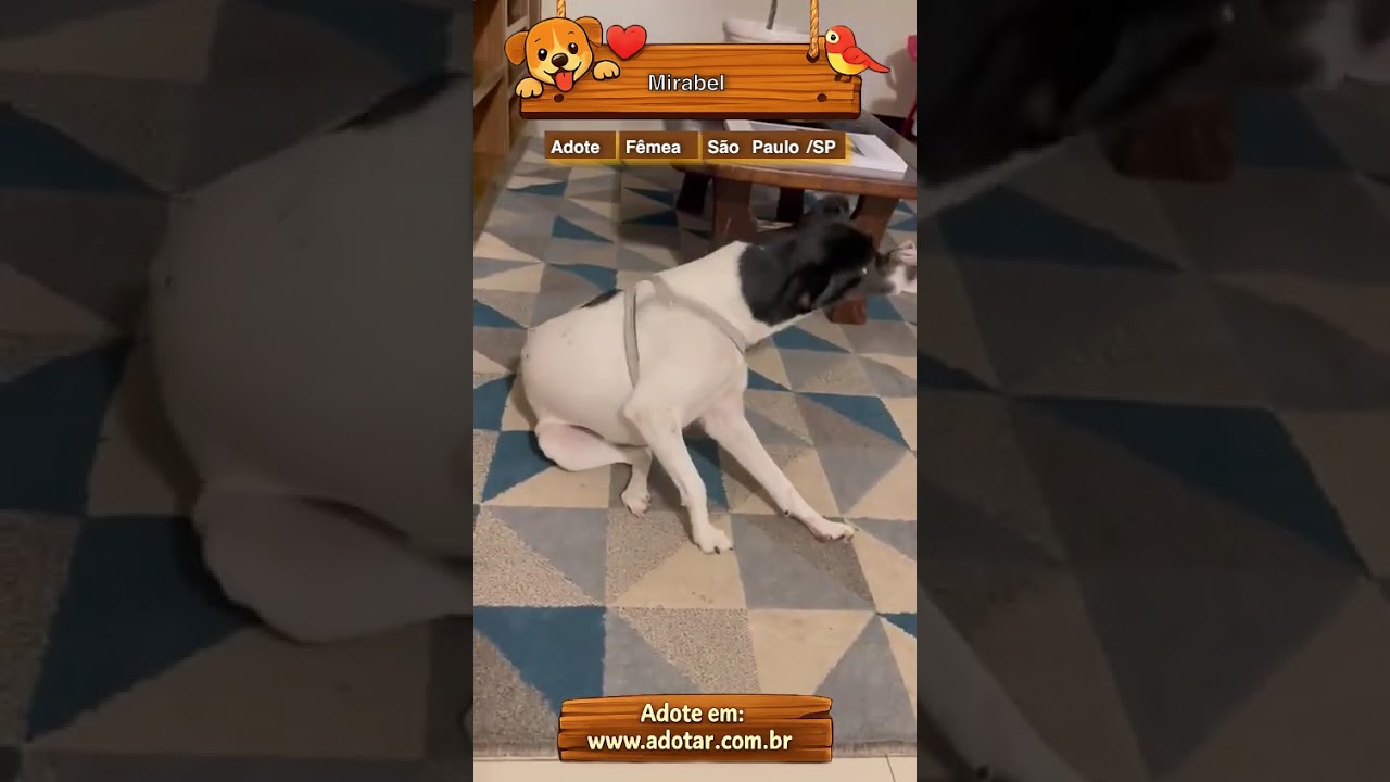 Cachorro raça SRD-ViraLata idade 1 ano nome Mirabel 