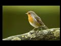 Chittu Kuruvi Cover Song Whats App Status
