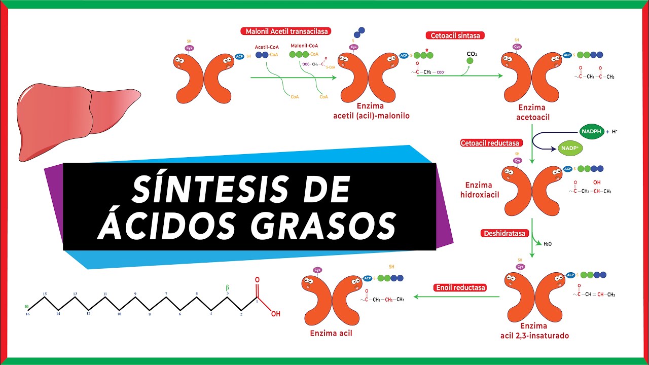 Síntesis (de novo) de ácidos grasos [paso a paso] | Bioquímica