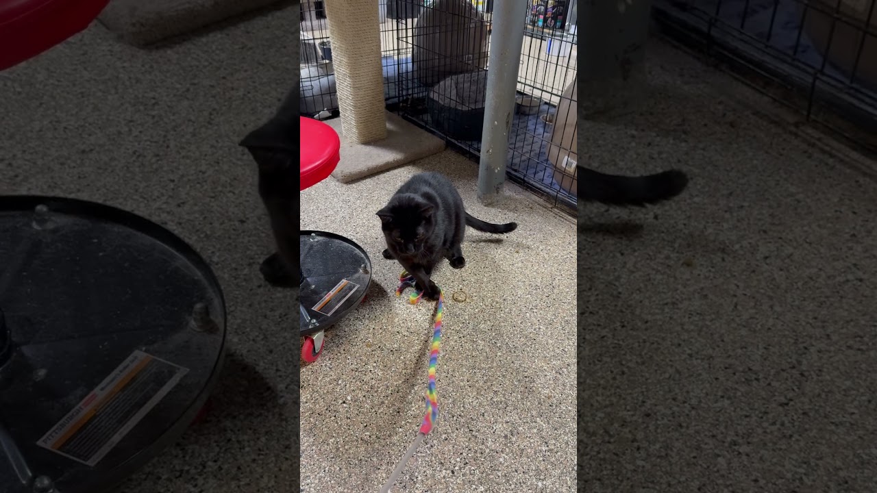 Jake, a Adoptable mixed breed in Ballwin, MO video 3/3