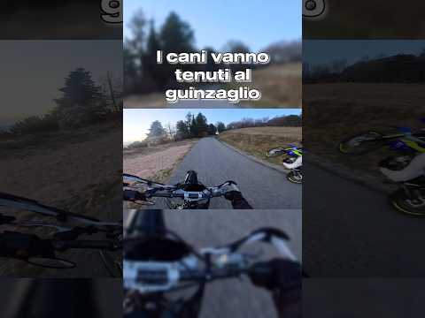 I cani vanno tenui al guinzaglio #husqvarna #125 #dog #life #bikelife