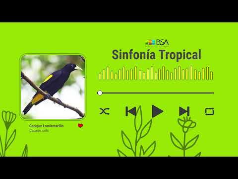 🐦 Arrendajo - Sinfonía Tropical (BSA)
