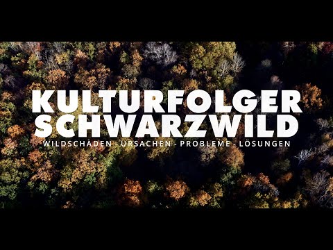 Kulturfolger Schwarzwild - Wildschäden - Ursachen-Probleme-Lösungen
