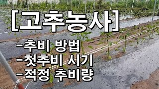 [고추]추비방법 추비시기 적정추비량