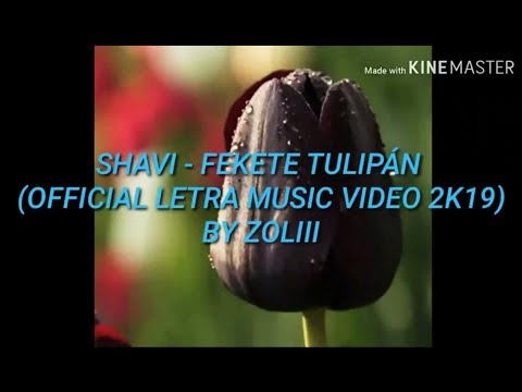 SHAVI - FEKETE TULIPÁN (OFFICIAL LETRA MUSIC VIDEO 2K19) BY ZOLIII