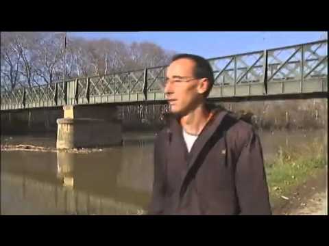 Les silures dAlbi ont trouvé de nouvelles proies des pigeons