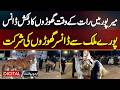 Mirpur: Captivating Horse Dance At Night -  Dancer Horses From All Over The Country Participated