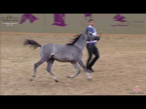 N 84 RABIH AL FAHED   10th Qatar International Arabian Peninsula Horse Show 2020   Yearling Colts