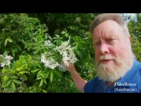download lagu mp3 mp4 Hawthorn Blossom Wine, download lagu Hawthorn Blossom Wine gratis, unduh video klip Hawthorn Blossom Wine