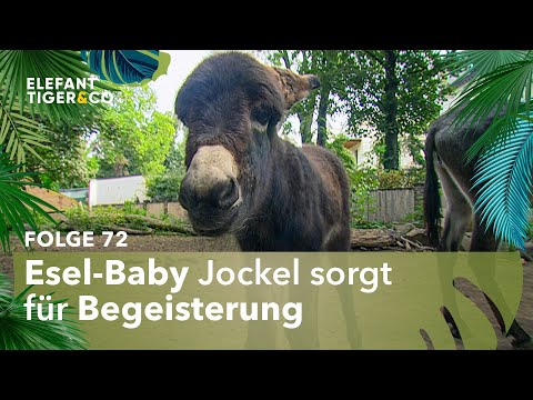 Esel-Baby Jockel muss zur Schule (Folge 72) | Elefant, Tiger & Co. | MDR