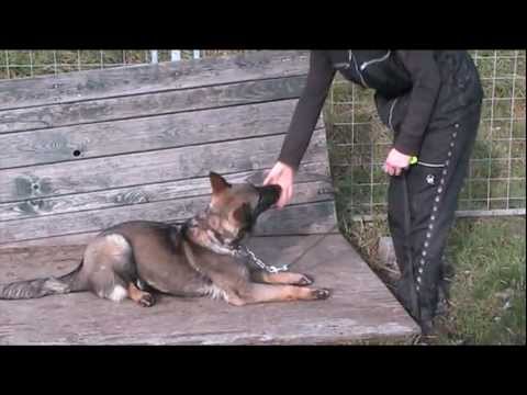 Avanti Levemar - obedience 11/2012