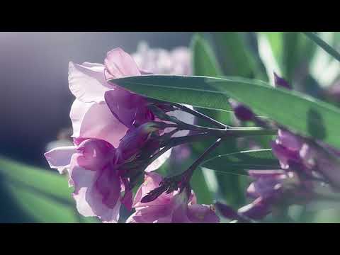 OSTASII LUI HRISTOS - Corul barbatesc Betleem Londra - Tine-ma, Domnul meu!