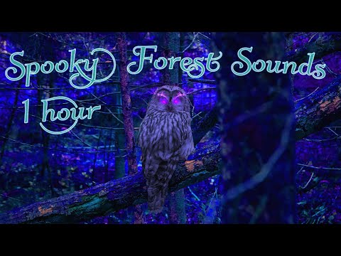 Spooky Forest Ambient Sounds - 1 Hour - Peaceful - Spooky - Wise Owl Staring Into Your Soul!