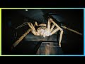 Scariest Spider Game Ever Huntsman