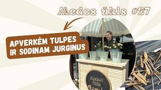 Medos ūkis #28 ar įvyko stebuklas su tulpėm? Užkasinėju jurginus