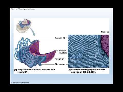 Cellular Level of Organization Part 5 (Bio 260)