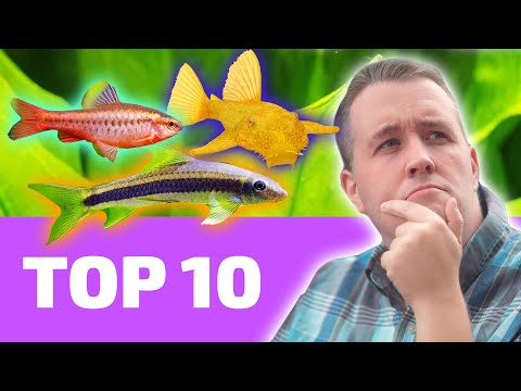 Top 10 EASY Fish That Every BEGINNER Needs