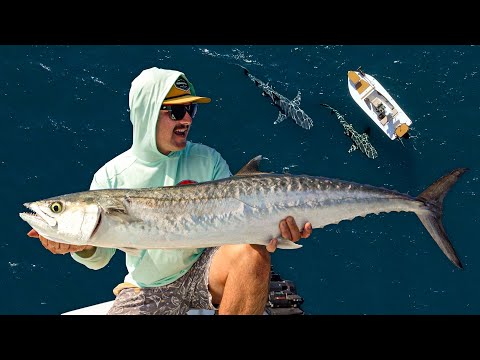 25+ Miles Off in a SKIFF... Mahi Mahi, Kingfish, Cobia, Sharks | Easy Smoked Kingfish Dip