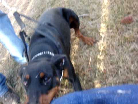 Farina- View from the Decoy