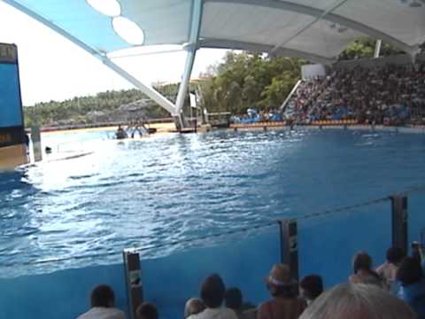 AngusUrquhart335’s Video 42739411966 WKs44CusyHc