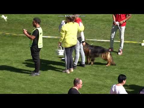 BSZS-2023  LSTH-GHKH / Зигер-2023 рабочие класс длинношерстных сук - 7 -  пьедестал, завершение