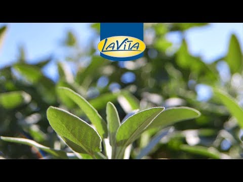 LaVita Kräutersud - Einblicke in die LaVita-Rezeptur