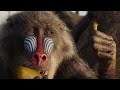 Rafiki Finds Simba S Hair Scene THE LION KING Movie Scene 2019