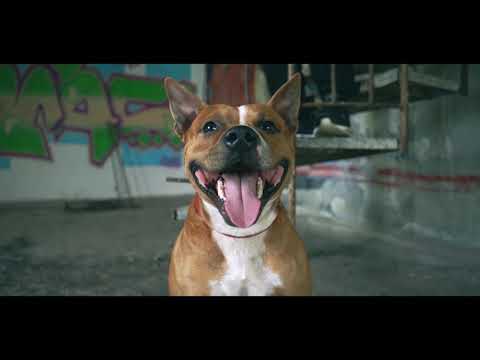 Dy-Nïce - #2 Freestyle MAJ (Clip Officiel )