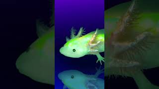 Download lagu 10 Amazing Axolotl Facts for Kids | Fun and Fascinating Facts About Axolotls! #axolotl #axolotllove mp3