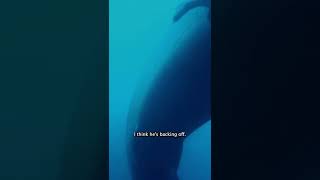 Download lagu The Shark Is Biting My Cage! | Shark Week #shorts mp3