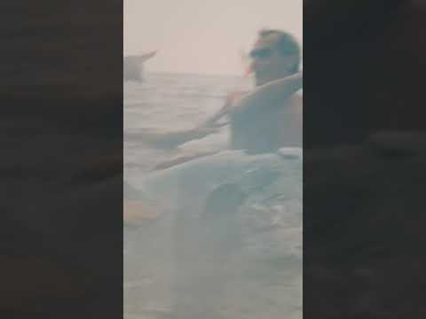 Dauphin à  Saint Georges de didonne, Royan.Juillet 2004.plage