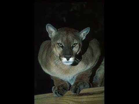 Dead Can Dance - The host of seraphim (Paul Oakenfold Rmx)