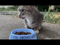 Beautiful Gray Cat Meows We Brought Food For The Cat Hungry Cat Cats Moments