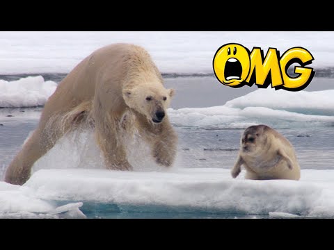 White Bear ! Polar Bear Cub Is Surprised By A Seal ! [TB Release]