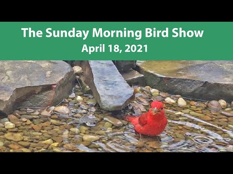 Summer Tanager, More Hummingbirds, and Baby Wrens! April 18, 2021 Sunday Morning Bird Show
