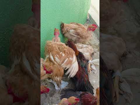 Feira de galinhas de Igaci Alagoas. ás terça feira