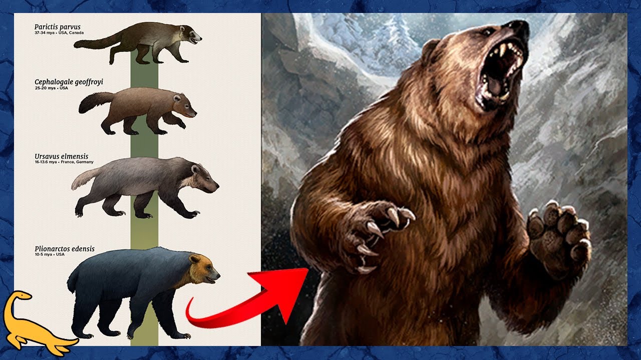 ORIGEM e EVOLUÇÃO dos URSOS (Ursidae)