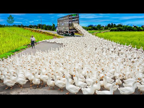 CampoVita and Mundo Máquina