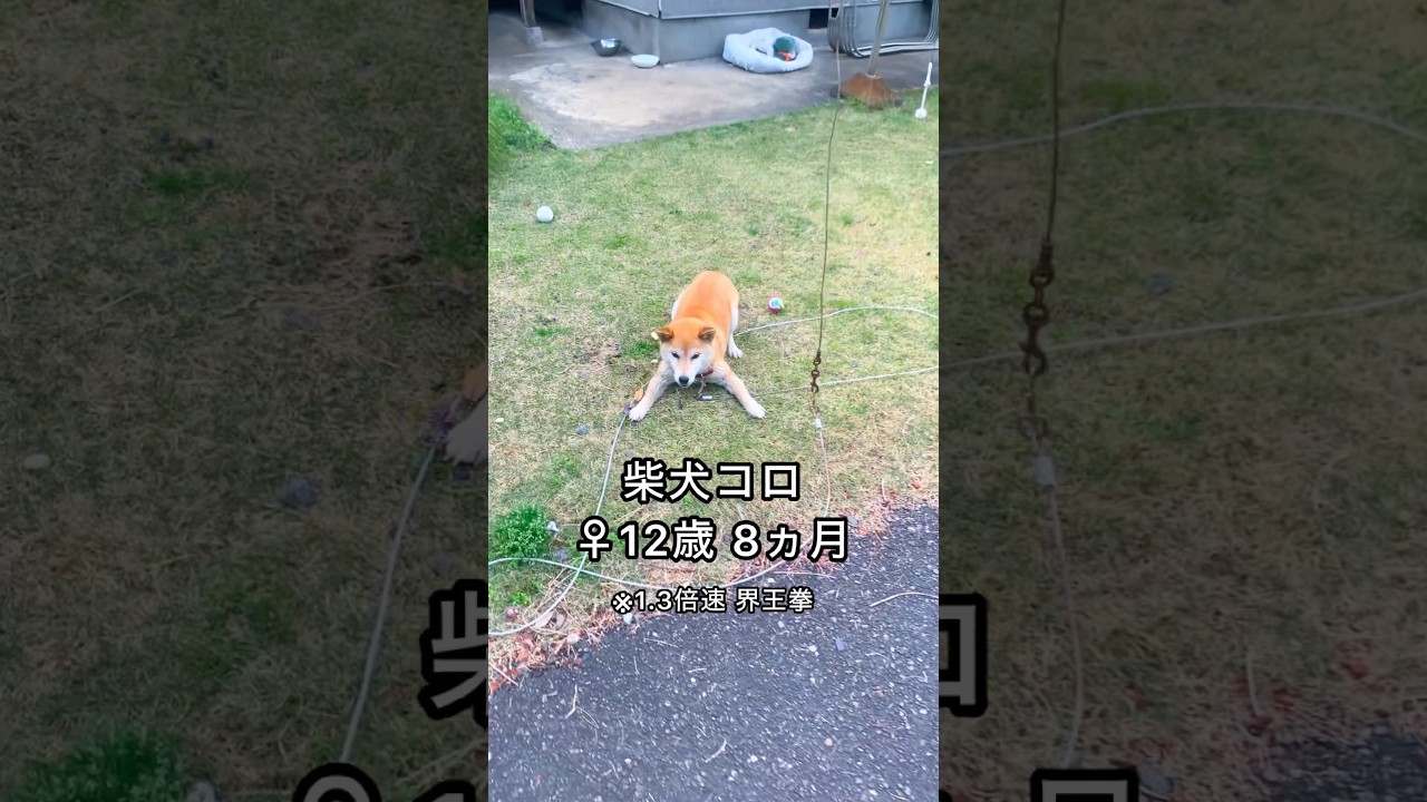 柴犬コロ 国産天然半野生柴犬😂 #柴犬コロ #可愛い #おもしろ #柴犬 #shibainu #dog