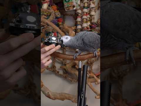 That’s a Smart Bird 🦜