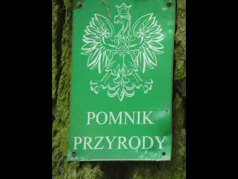 Spacer po pięknym Wolsztynie #drwal #spacer #wlkp #odys #relax #przyroda #polska #poland