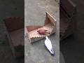 How to make DIY pigeon trap /Bird trap /pigeon trap using cardboard boxes 📦 #experiment #shorts