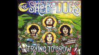The Sheepdogs - Shine On