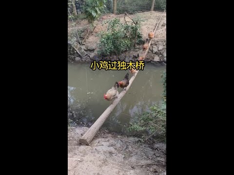 小雞過河，各顯本領，雖然方式不同，但卻殊途同歸！#老鐵知識百科 #動物世界 #散養雞