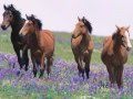 All the pretty little ponies - Lullaby 