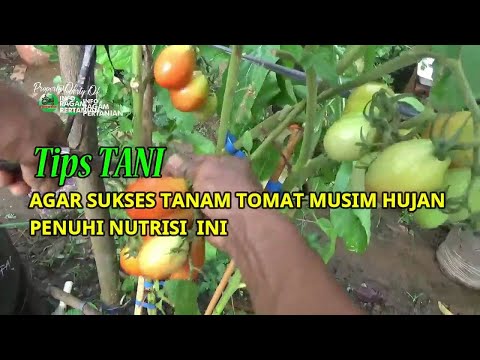 , title : 'Ini Nutrisi Tomat di Musim Hujan Agar Tahan  Penyakit & Anti Gagal'