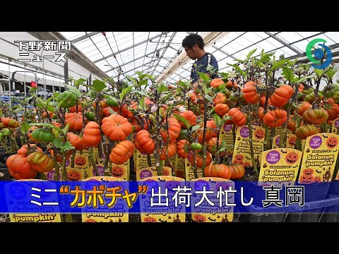 パンプキン 植物