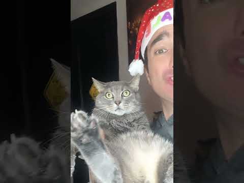 Feliz navi Cats 🤣😂🤣