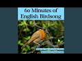 60 Minutes of English Birdsong (With the Hint of a Gentle River) - Nature Sounds