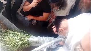 הצדיק מטבריה רבי דב קוק שליט"א בקיום מנהג חביטת ערבות